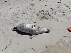 Halichoerus grypus grypus