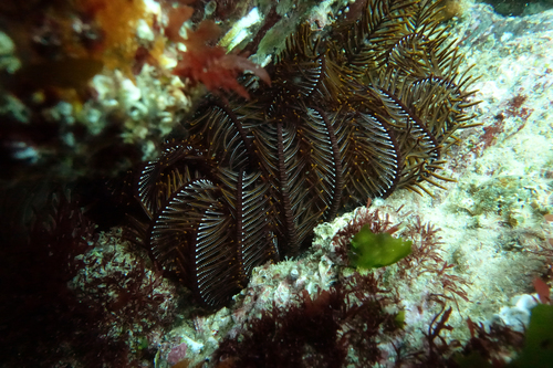 CENOILUA