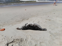 Halichoerus grypus grypus