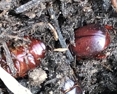 Callistethus marginatus