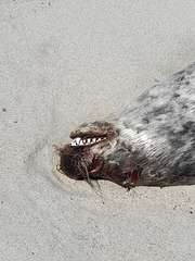 Halichoerus grypus grypus