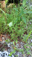 Arenaria leptoclados