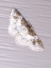 Hydrelia condensata