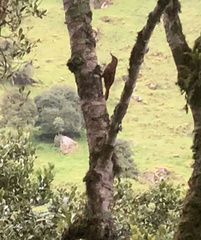 Xiphocolaptes promeropirhynchus