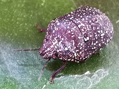 Psacasta exanthematica