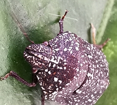 Psacasta exanthematica