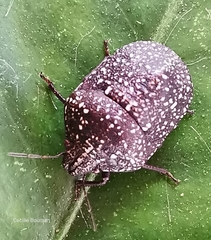 Psacasta exanthematica