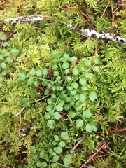 Cardamine oligosperma