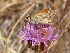 Hesperia lindseyi