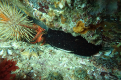 Scutus antipodes