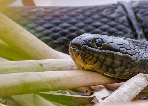 Mississippi Green Watersnake