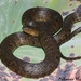 Mississippi Green Watersnake - Photo (c) Andrew Hoffman, some rights reserved (CC BY-NC-ND)