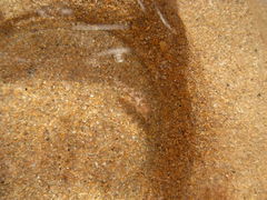 Spurilla neapolitana