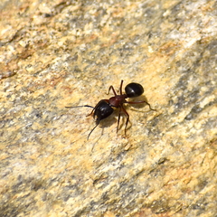 Camponotus novaeboracensis