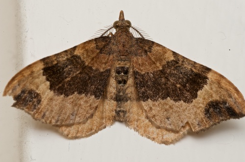 Small hooked-tip looper moth photo 6