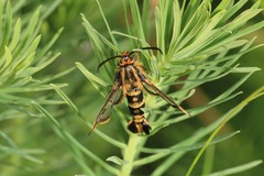 Chamaesphecia empiformis
