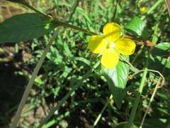Ludwigia alternifolia