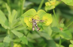 Chamaesphecia tenthrediniformis