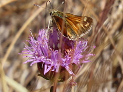 Hesperia lindseyi