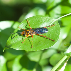 Sphex jamaicensis