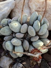 Crassula tecta