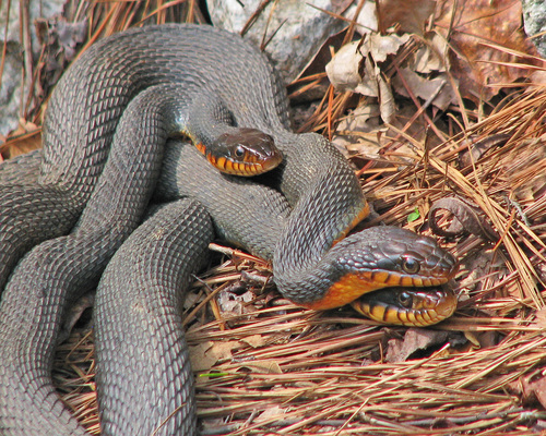 Plain-bellied Watersnake, photo 3 of 7