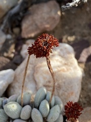 Crassula tecta
