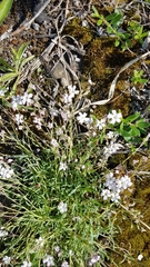 Gypsophila repens