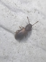 Cryptophagus setulosus