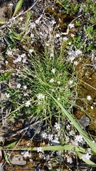 Gypsophila repens