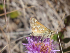 Hesperia lindseyi