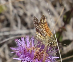 Hesperia lindseyi