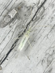 Trigonotylus pulcher