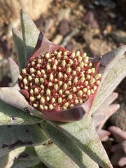 Crassula congesta