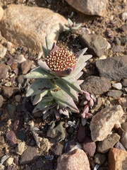 Crassula congesta