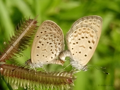 Zizeeria knysna knysna