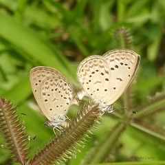 Zizeeria knysna knysna