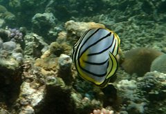 Chaetodon meyeri