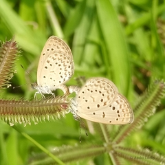 Zizeeria knysna knysna