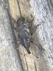 Listronotus sparsus