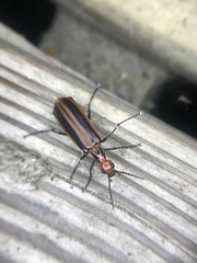 Pyrota tenuicostatis