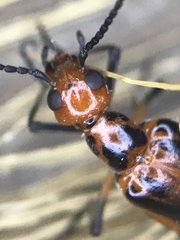 Pyrota tenuicostatis