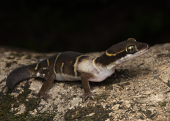 Cyrtodactylus deccanensis