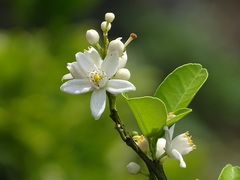 Citrus deliciosa
