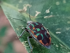 Tetrarthria variegata