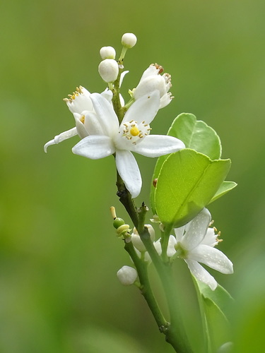 Image of Citrus deliciosa by no rights reserved