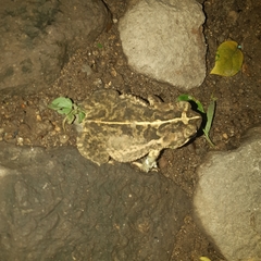 Incilius coccifer