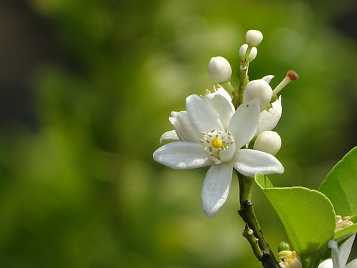 Image of Citrus deliciosa by no rights reserved