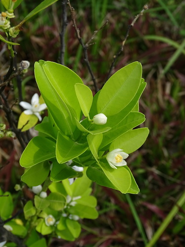 Image of Citrus deliciosa by no rights reserved