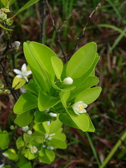Citrus deliciosa
